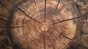 树桩年轮特写
