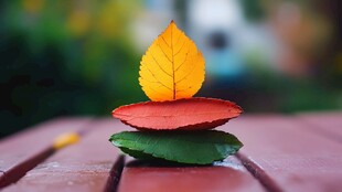 秋叶叠放的静谧之美