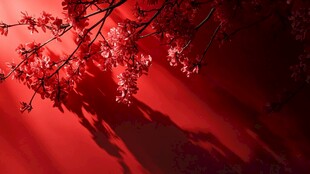 红墙繁花 春日浪漫景致