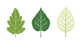 三片形态各异的绿色叶子