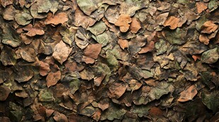 秋日落叶堆积纹理特写