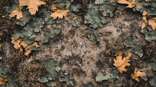 地面上的枯叶与爬藤植物