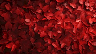 浪漫红色花瓣背景图