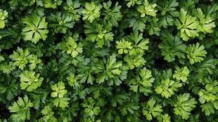 翠绿欧芹叶片特写