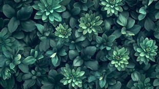 翠绿多肉植物背景图