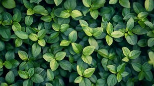 翠绿罗勒叶的生机画面