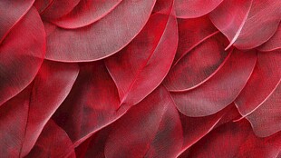 红色羽毛纹理特写