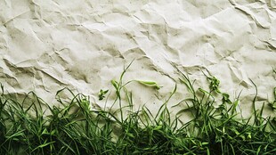 皱纸边缘的翠绿小草