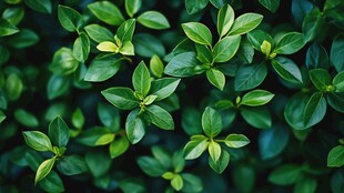 翠绿叶片的清新植物特写