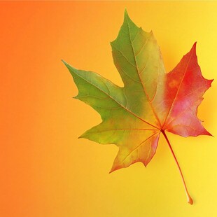 渐变色彩的美丽枫叶