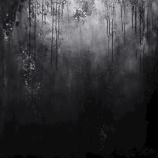 迷雾森林的神秘黑白景象