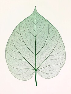 透明叶脉叶片特写