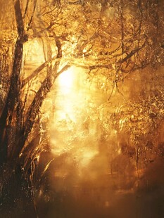 金色晨光下的梦幻森林