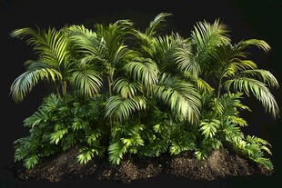 热带棕榈绿植景观