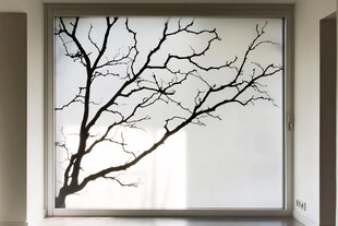 窗上树影装饰画艺术感强