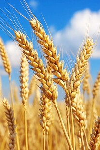 金黄麦穗映蓝天