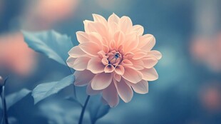 淡粉大丽花绽放之美