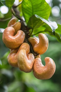 枝头饱满的腰果果实