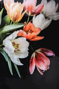 多彩郁金香花卉特写