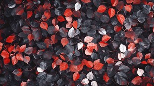 红黑交织的叶片纹理画面