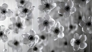 黑白银莲花的优雅景致