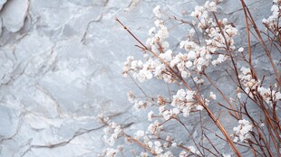 石前绽放的素雅白色花枝