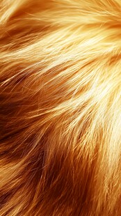 金黄柔顺毛发特写