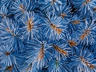 蓝色松针特写纹理画面