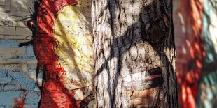 斑驳树影与多彩墙面之景