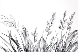 黑白手绘草丛植物线条图