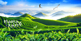 茶园