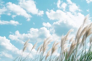 蓝天之下的轻柔芦苇