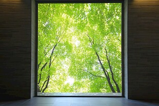 透过窗口赏盎然绿意