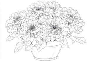 花瓶中的菊花线描图