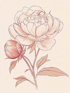 手绘柔美芍药花插画