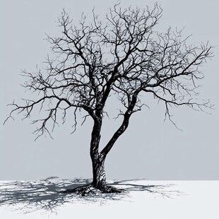 孤独枯树冬日场景