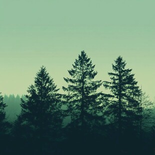 雾中松影 静谧森林景致