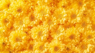 金黄菊花海 绚烂又夺目