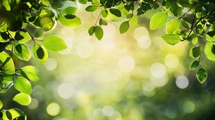 春日绿叶间的柔和光影