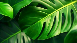 翠绿龟背竹叶特写