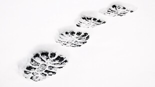 雪地中一串动物爪印