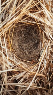 鸟巢特写 自然编织的温暖小窝