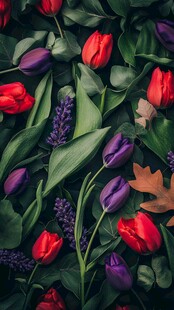 多彩郁金香与绿叶花卉图景