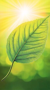 阳光下的翠绿叶片