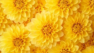 金黄大丽花绽放美丽画面