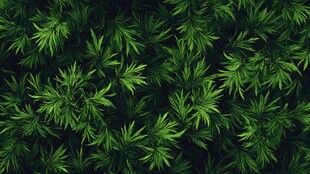 翠绿植物叶片背景纹理