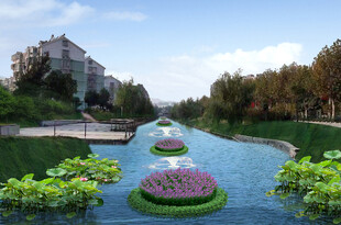 河道水生植物效果图