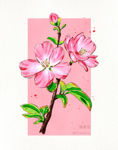 海棠花
