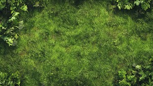 翠绿草地与周边繁茂绿植