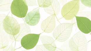 清新绿叶背景纹理图案